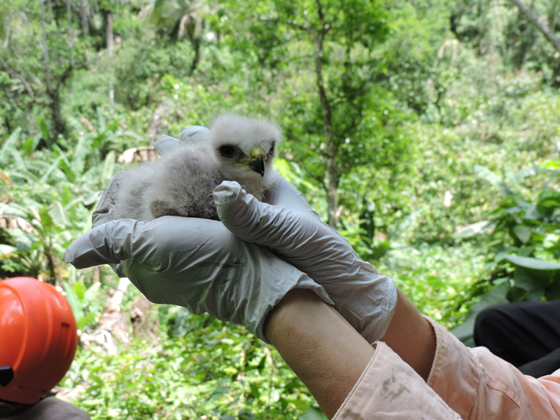 A fuzzy nestling being handled and treated by field technicians